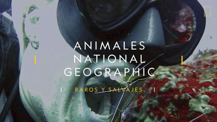 Buceador comparte un video en el que un camarón le limpia los dientes bajo el agua