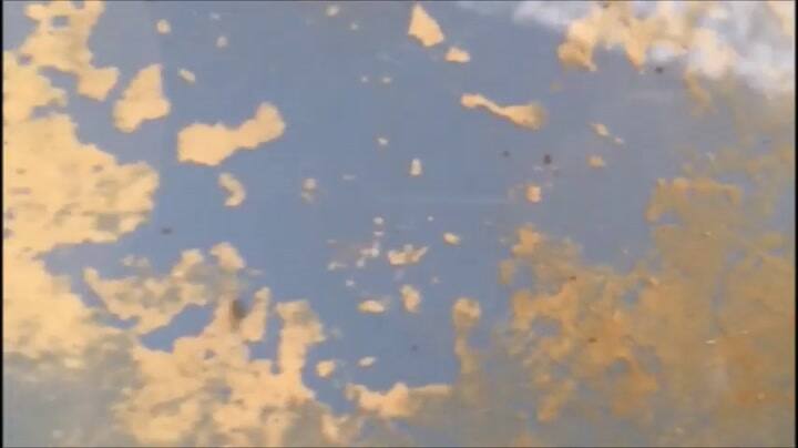 Dengue: Cómo podemos cuidarnos