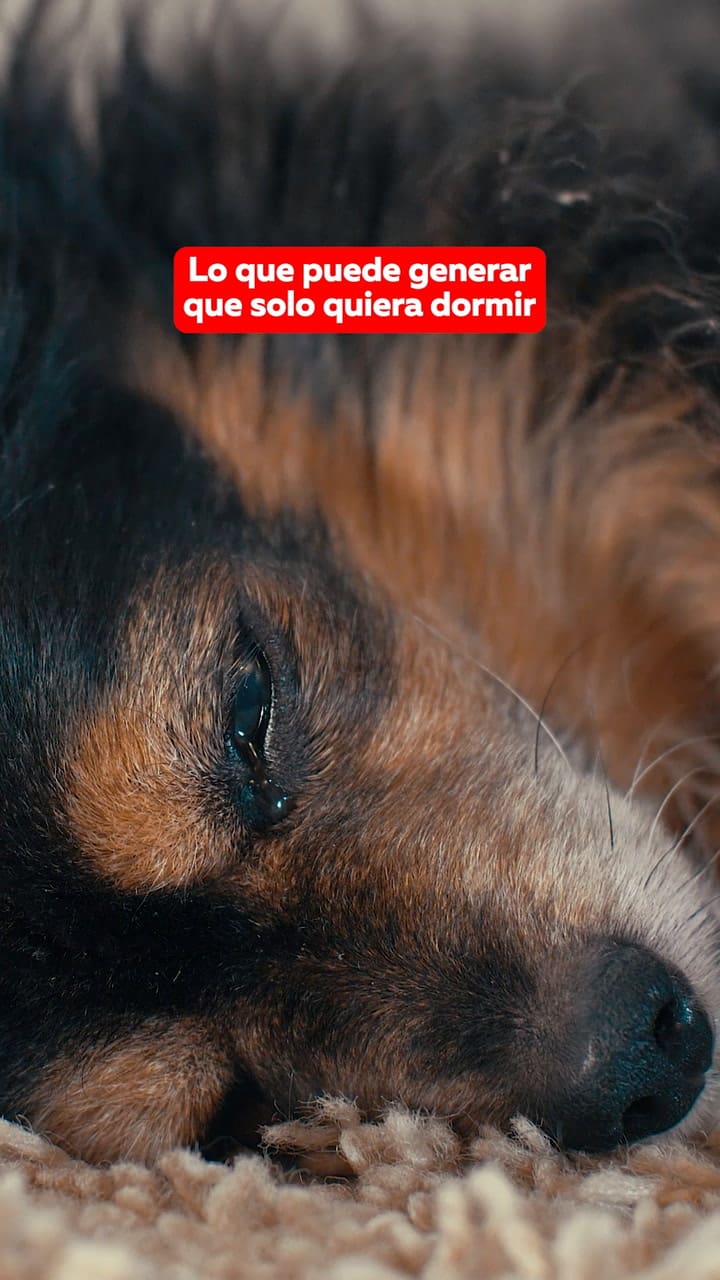 Las señales que presenta un perro durante su vejez
