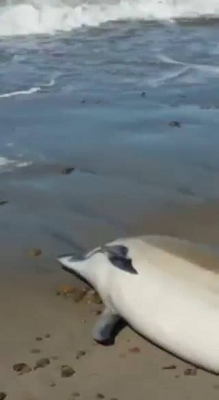 Delfines varados en Puerto Madryn