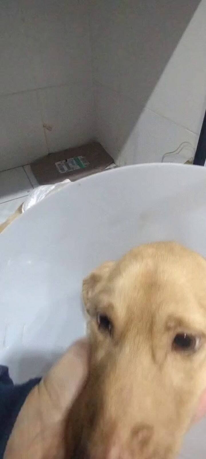 Pelusa estuvo 9 días internado