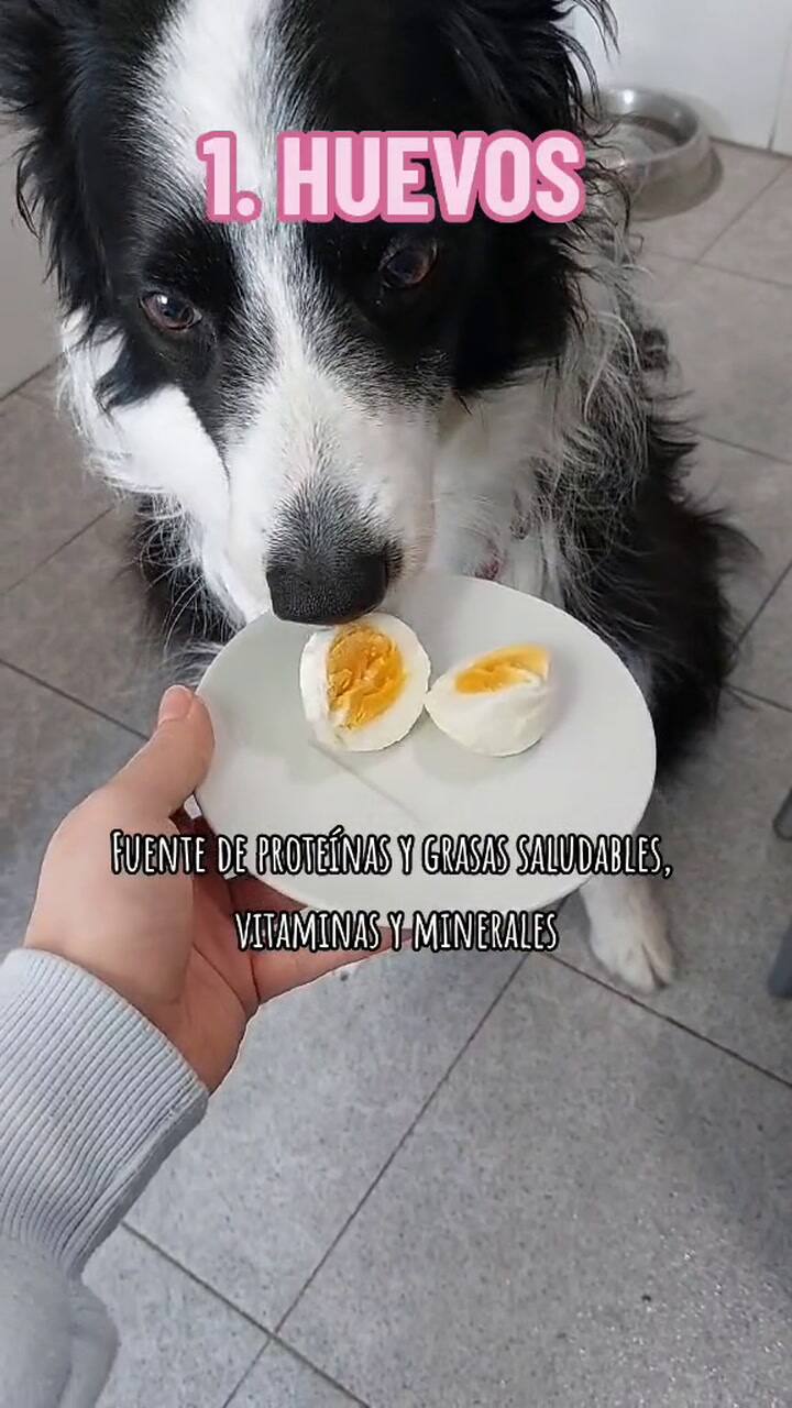 ¿Qué alimentos naturales se les pueden dar a las mascotas?