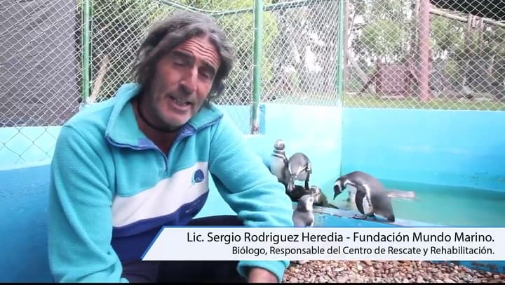 El pingüino cordobés regresa a su hábitat natural