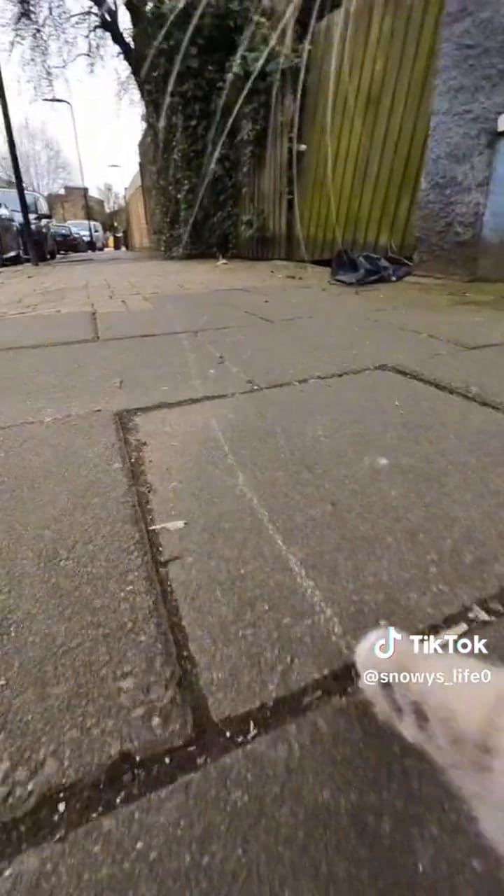 Le puso una cámara a su gato y mostró lo que hace cuando se queda solo