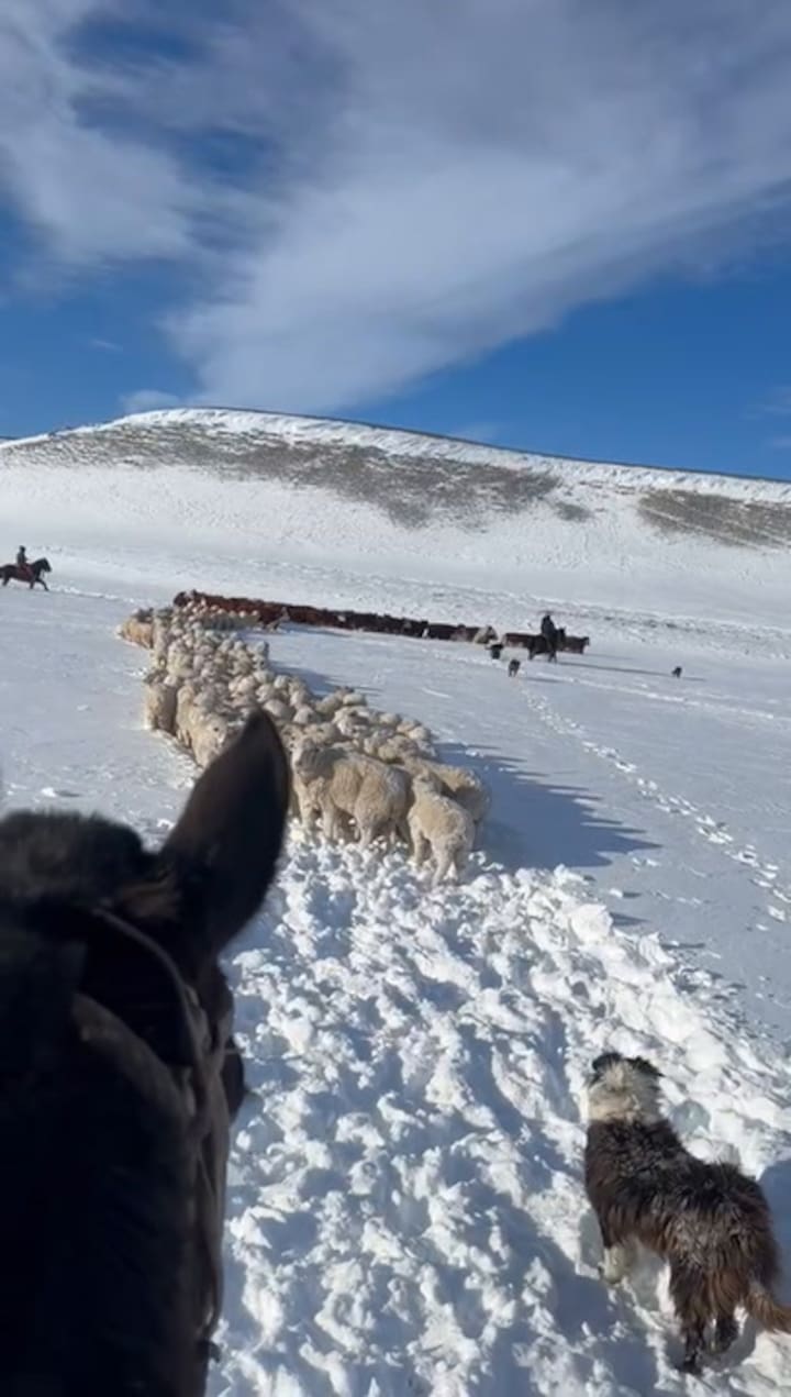 Video De Rescate A Caballo