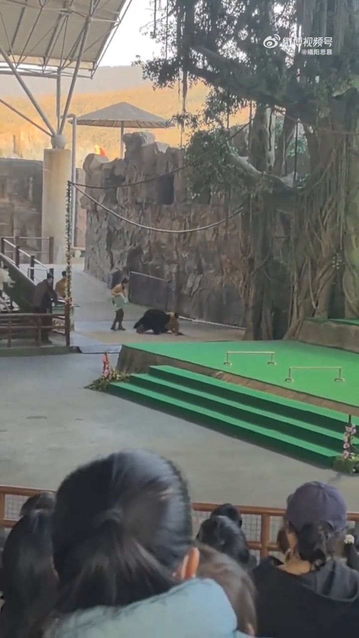 China: un oso negro se abalanzó contra su cuidador por una bolsa de comida y lo atacó frente a cientos de personas
