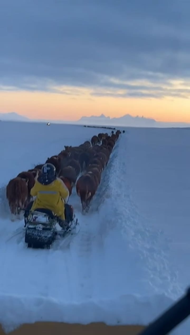 Los Animales Caminando Sobre La Nieve
