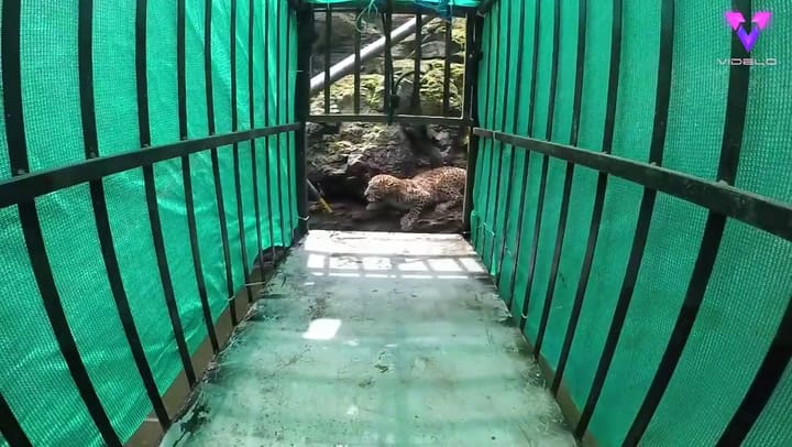 El rescate de un leopardo que había caído a un pozo de 9 metros en la India - Fuente: Europa Press