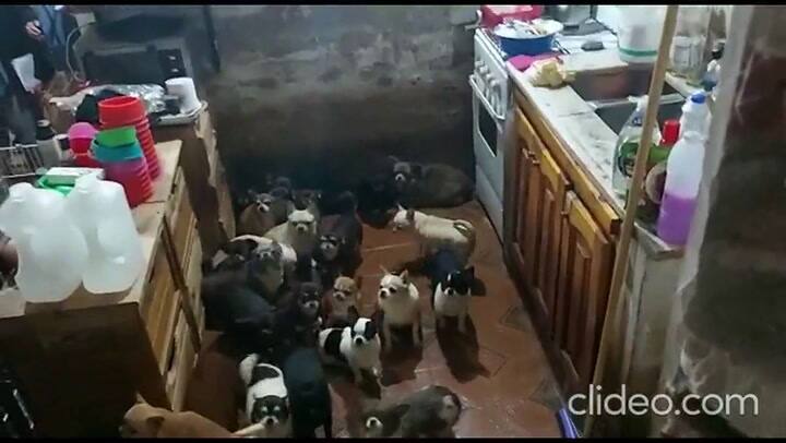 Más de 130 perros fueron rescatados de un criadero clandestino