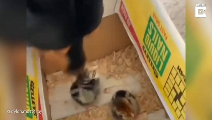 La conmovedora historia de la perrita que crió a cuatro pollitos