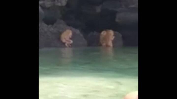 Encuentran una extrañas criaturas en una playa de Tailandia realizando un ritual - Fuente: Facebook