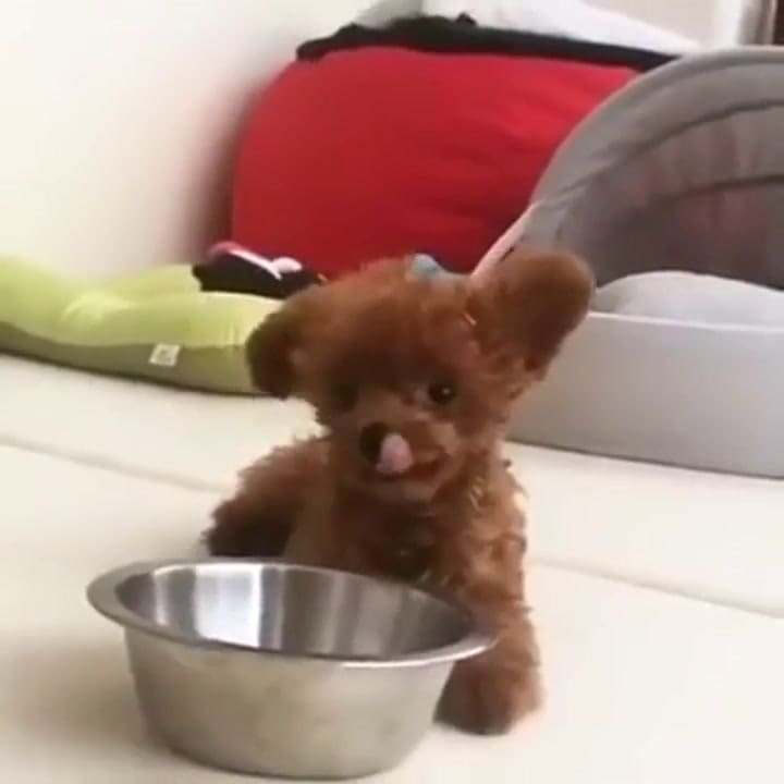 El perro que parece un peluche - Fuente: YouTube