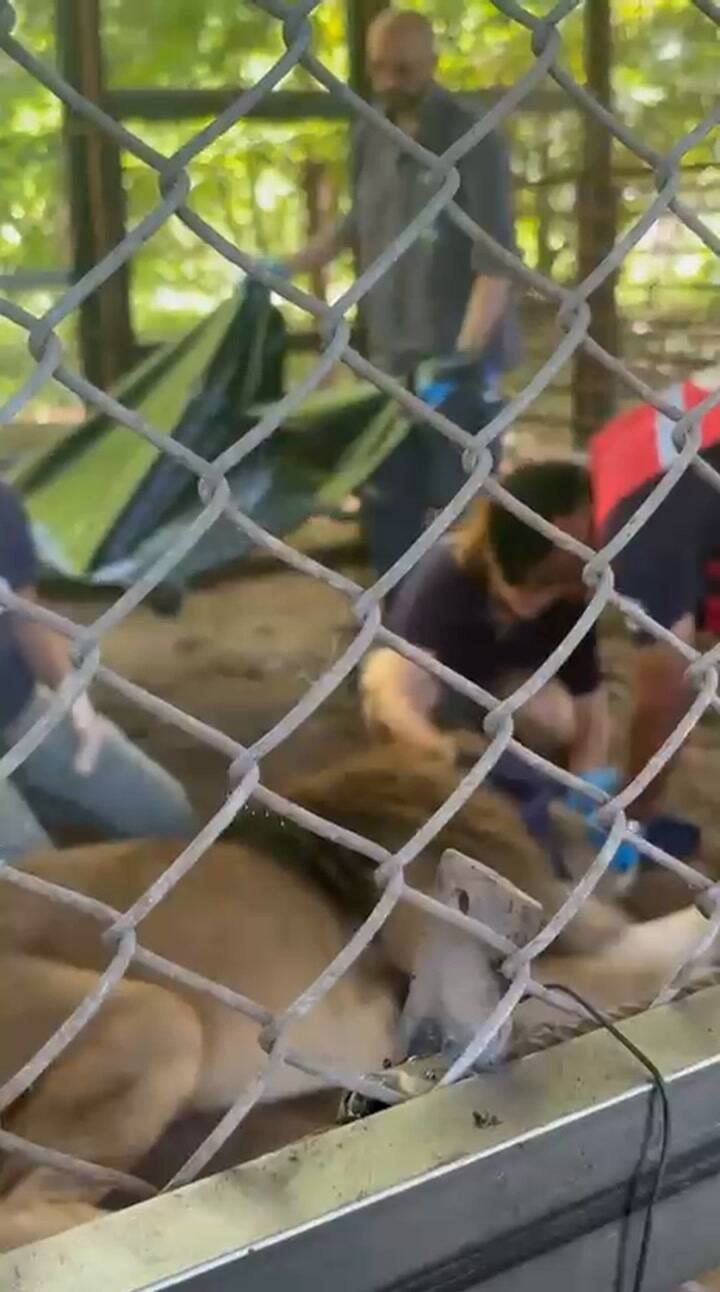 Traslado de un león desde la jaula hacia la carpa médica