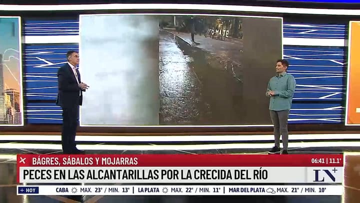 Aparecieron peces en las calles de Buenos Aires