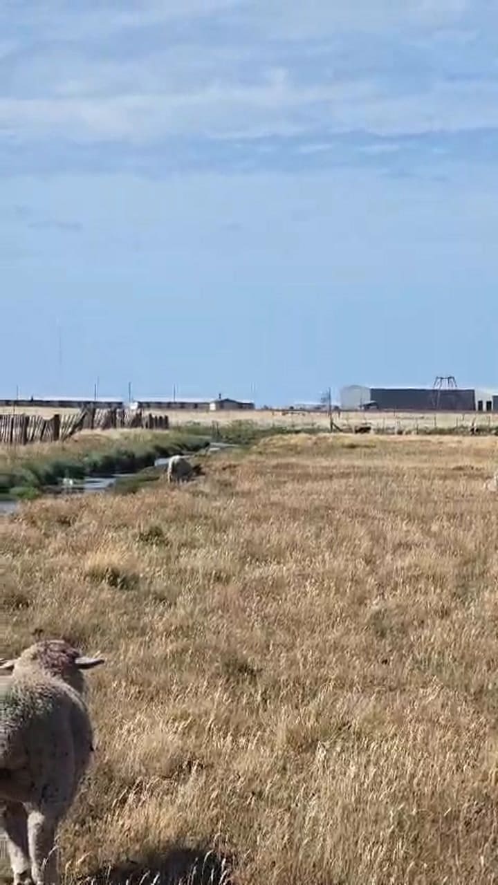 Ataque masivo de perros salvajes en Río Grande