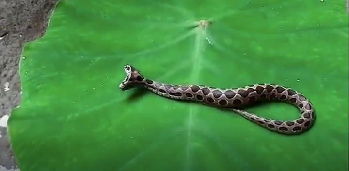 Encuentran una extraña y peligrosa serpiente de dos cabezas