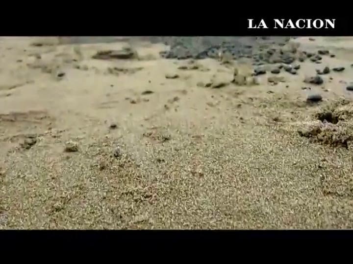 Invasión de escarabajos en Mar de Ajó