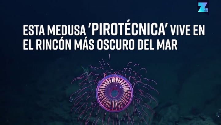 Una medusa que crea 'fuegos artificiales' en el océano