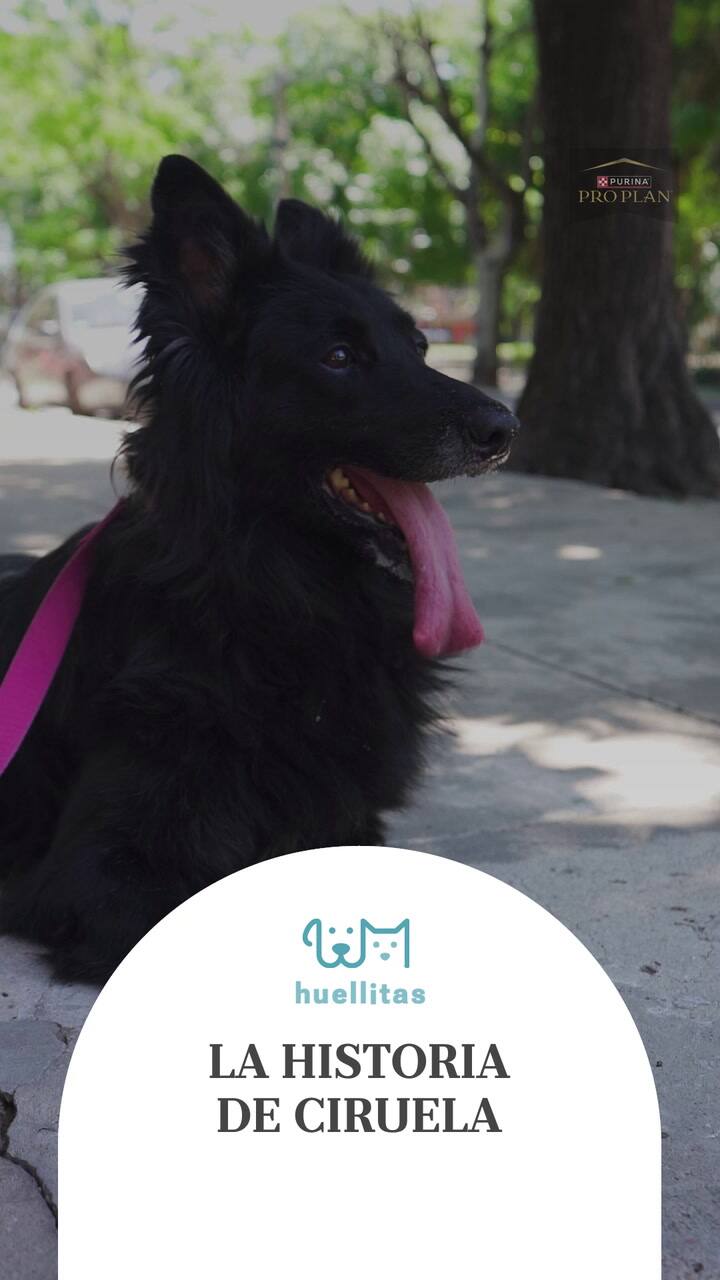 La historia de Ciruela