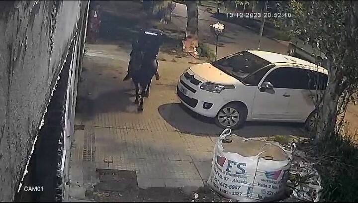 Caballo parlante La Plata