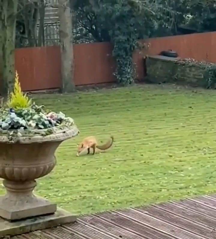 Un hombre grabó a un zorro de dos patas que llegó a su jardín en Inglaterra
