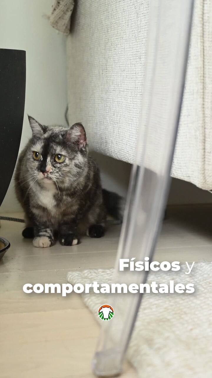 Síntomas de un gato con ansiedad por apego