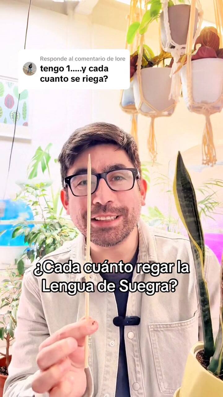Cómo cuidar la lengua de suegra