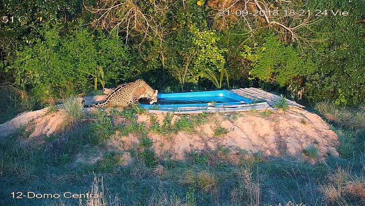 Tres yaguaretés se divierten en una pileta