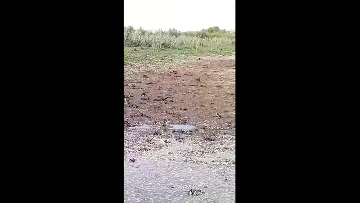 El momento en que la iguana se come los peces por el impacto de la sequía en Coronda