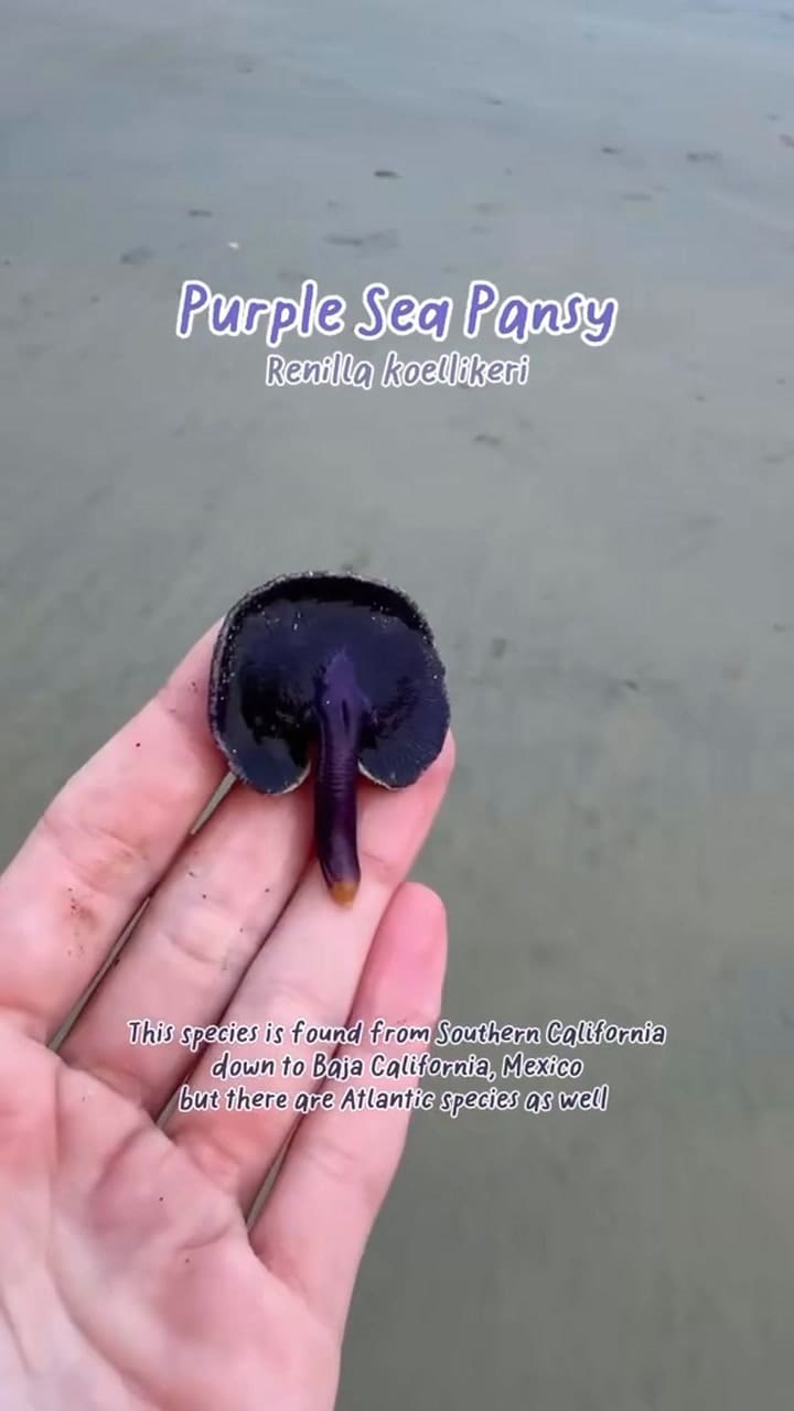 La especie sea pansy generó furor en California