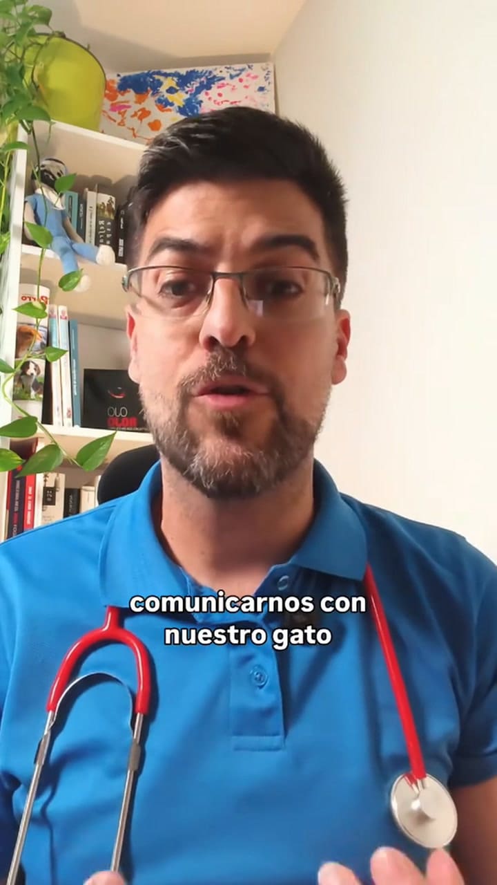 La voz de bebé capta la atención de los gatos