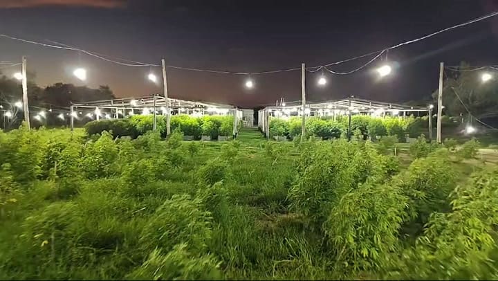 Vivero en la noche II