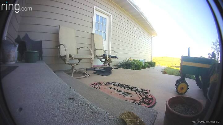 Un hombre se encontró una serpiente mientras repartía paquetes en EE.UU.