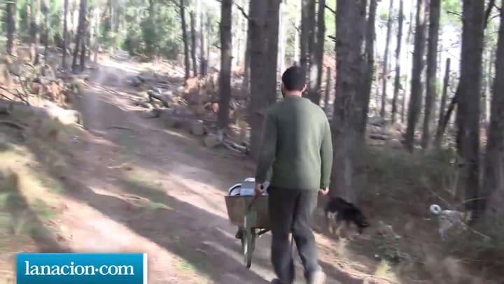 Al rescate de los monos Carayá