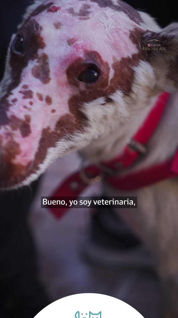 La historia de Punchy