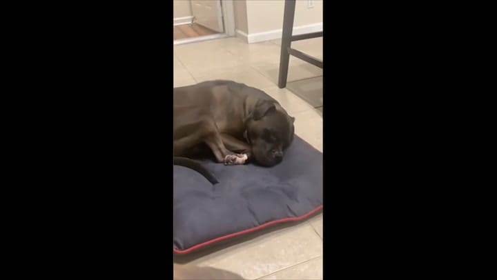 Thor, el perro que suena igual al Pato Donald cuando ronca - Fuente: Youtube