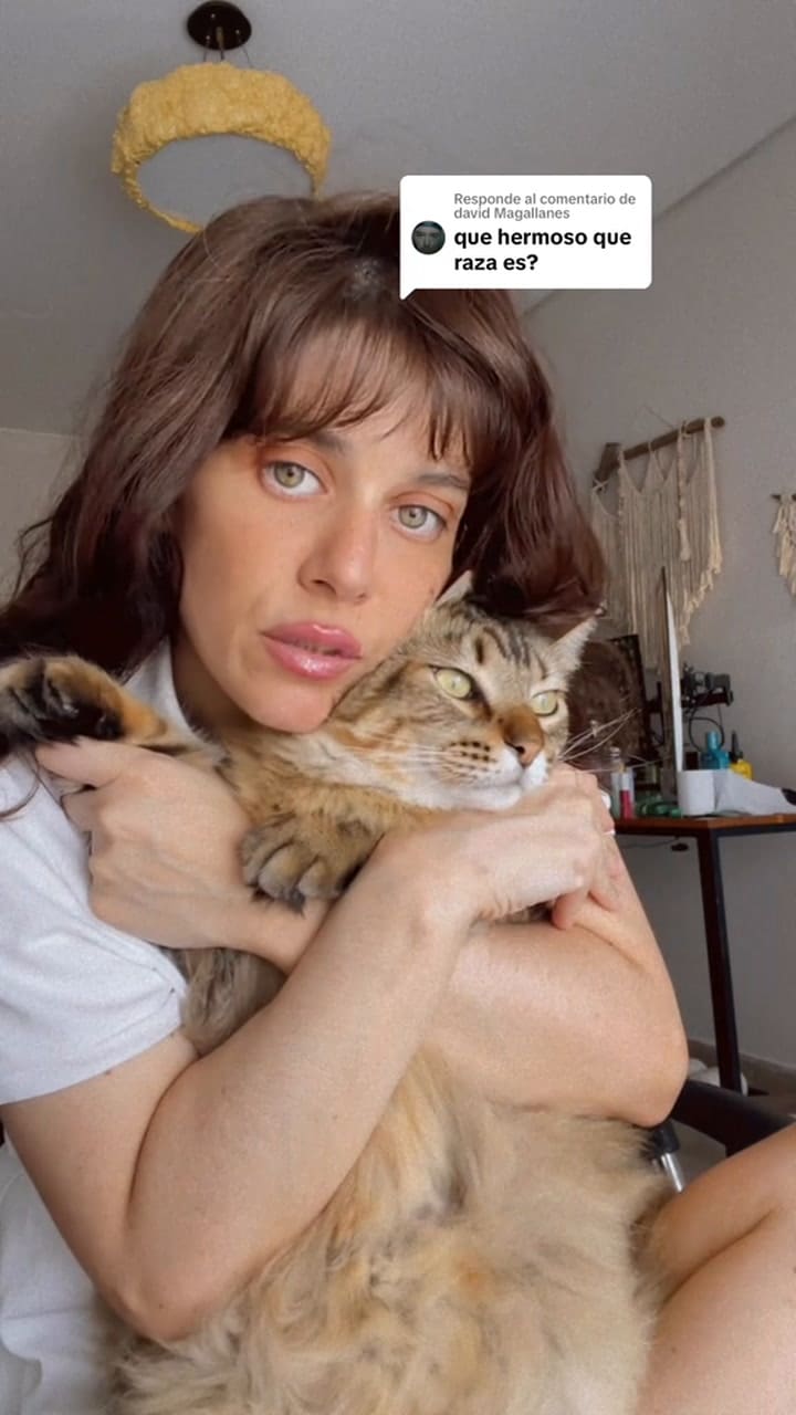 Legolas, el gato de raza mestizo