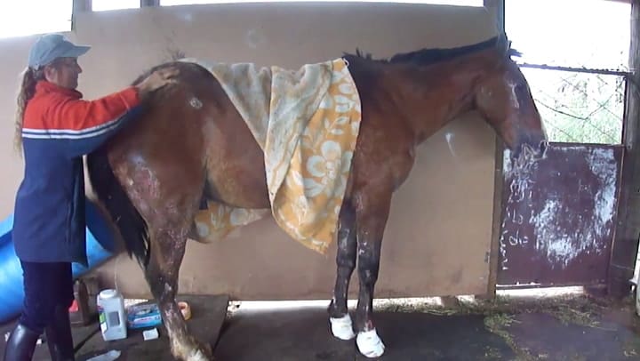 Popeye, un caballo rescatado de un incendio, recibe cuidados en Cherubicha