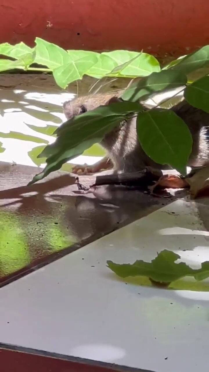 La China Suárez y sus hijos encontraron una rata en el patio de su casa