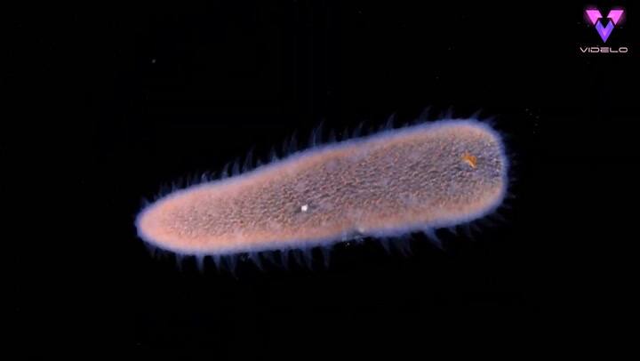 La impresionante vida nocturna del mar Mediterráneo en el lente de Alexander Semenov
