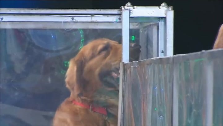 Guido Kaczka con su mujer, sus dos hijos y su mascota participó del Especial perros - Fuente: eltrec