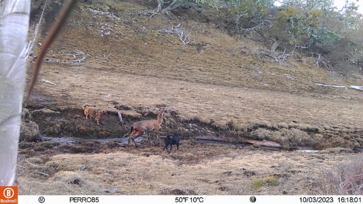 Ataque Perros En Tierra Del Fuego