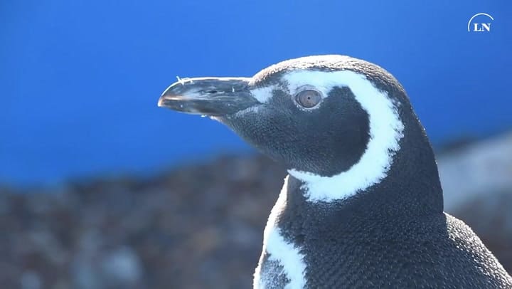 18 pingüinos regresaron al mar en San Clemente del Tuyú