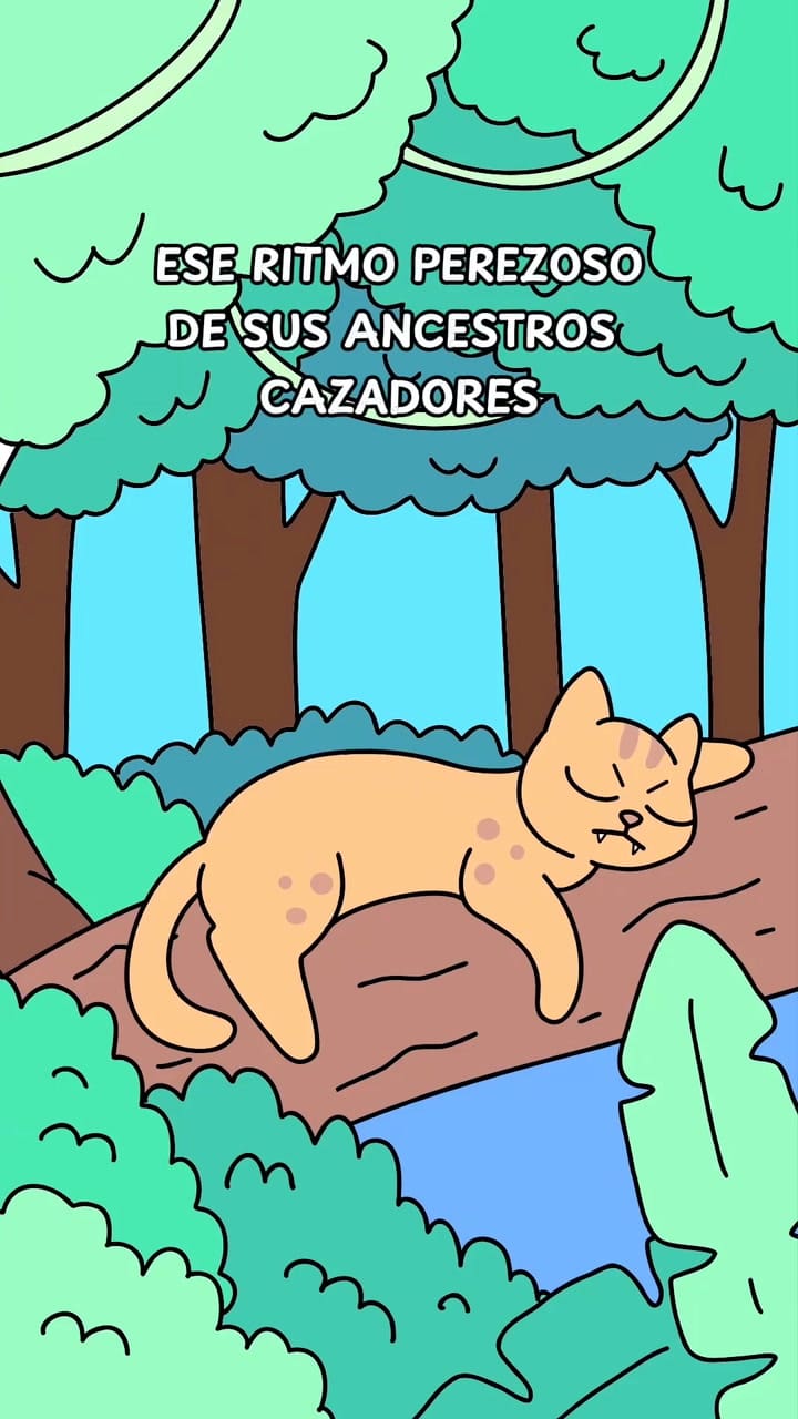 Mi Gato Duerme Mucho. Por Qué Lo Hacen #Gatossiesta #Losgatosduermen