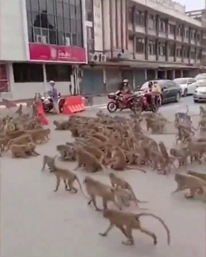 Ssstwitter.com 1731938386588