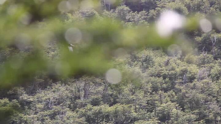 El mágico vuelo de un ejemplar de cóndor en Santa Cruz