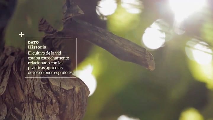 La producción vitivinícola