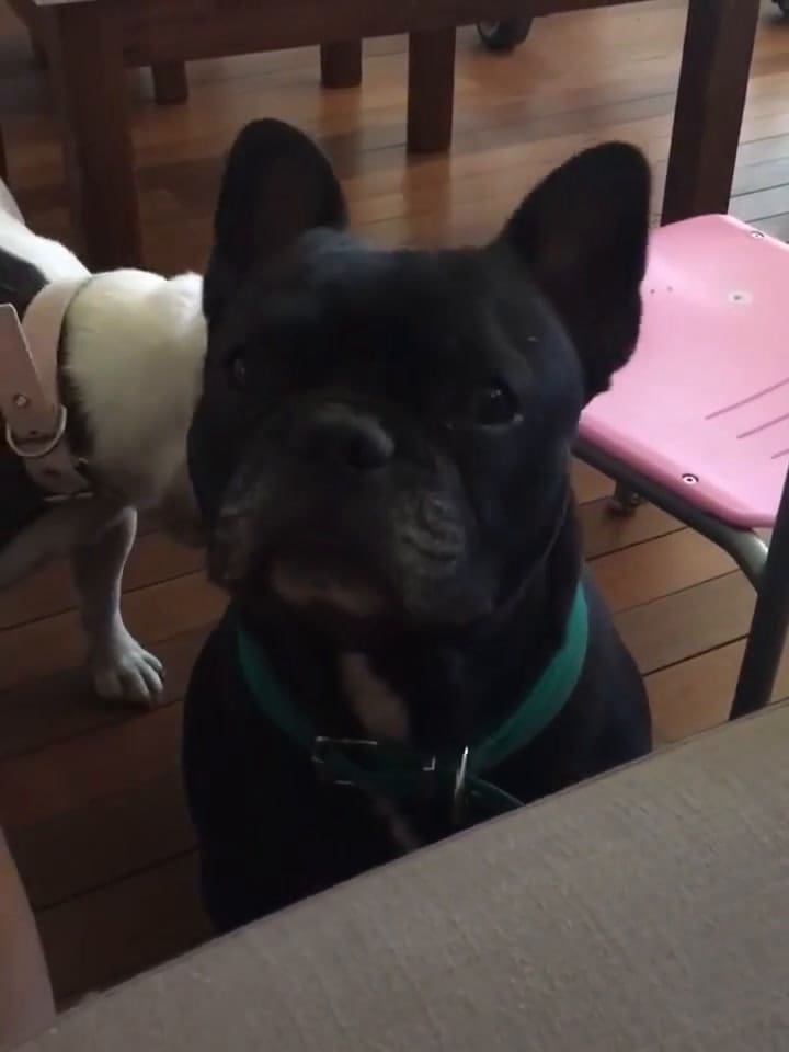 La emotiva despedida de Paula Chaves a su perro Moro