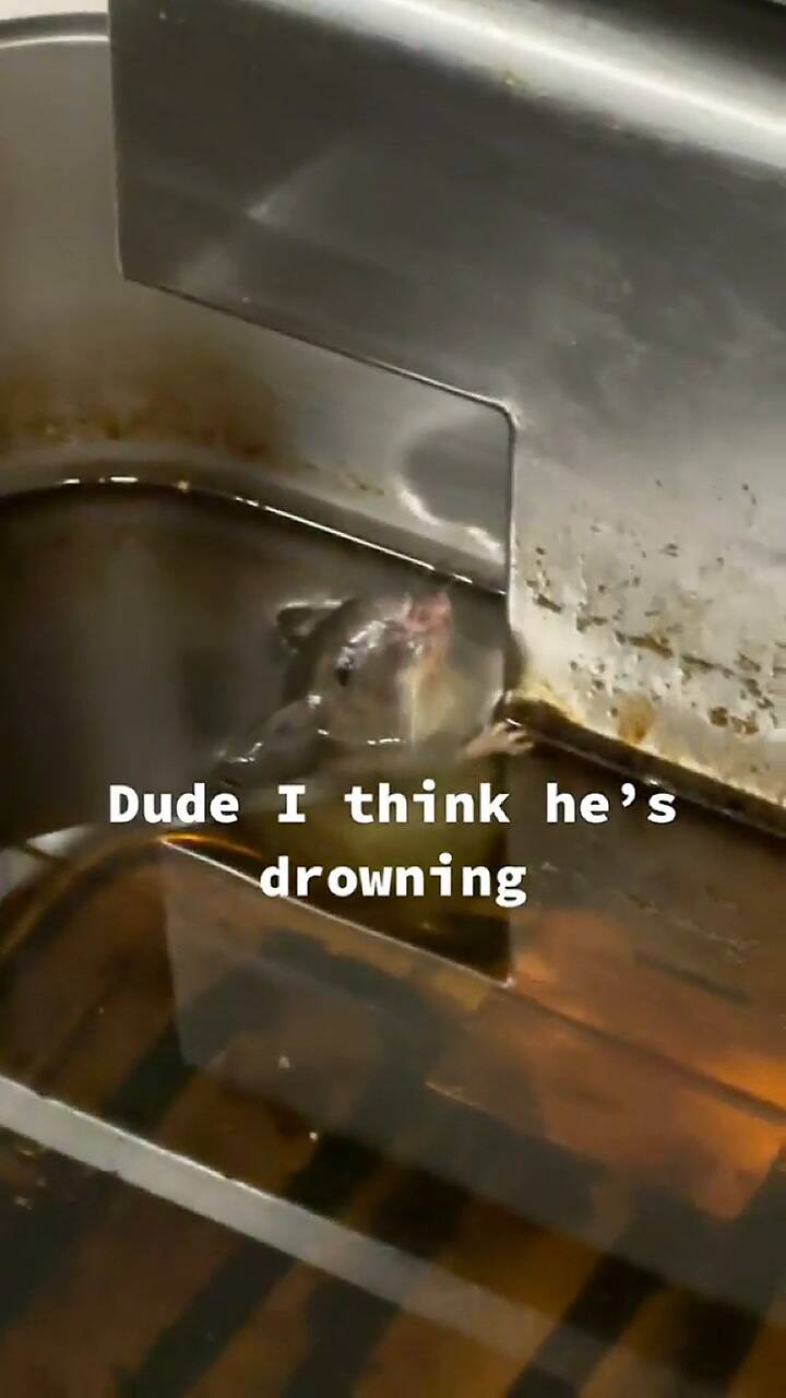 Encontró un ratón en su trabajo y su reacción se viralizó