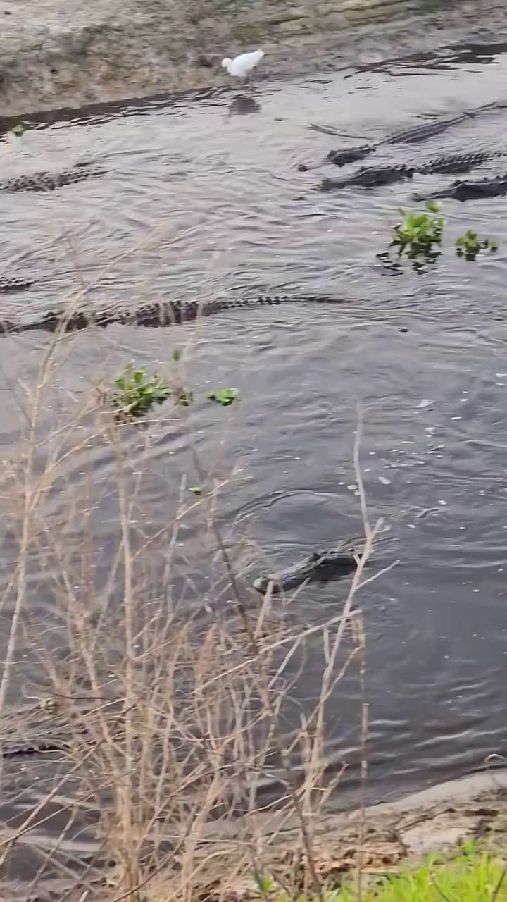 Vuelven los caimanes a Florida: el masivo desfile captado en un conocido sendero que pone en alerta a los vecinos